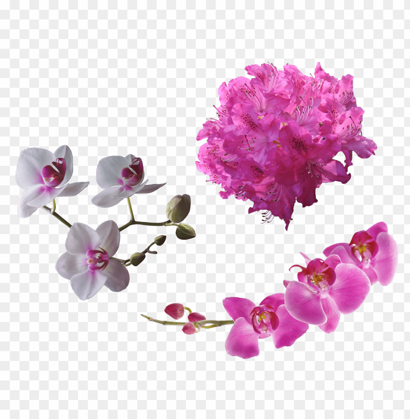 Orchid bouquet PNG, pink and white flowers