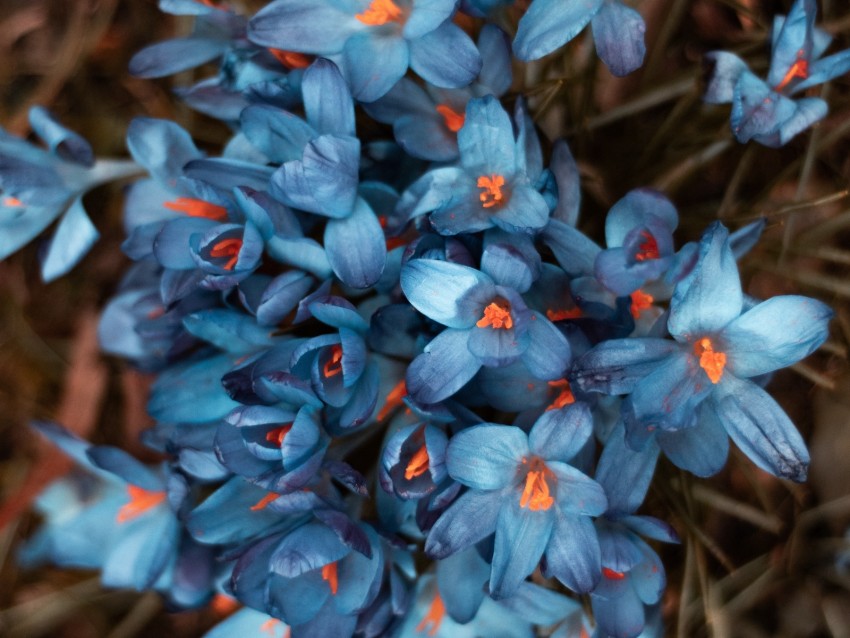 Flowers Bloom Blur Petals Flower Bed Background