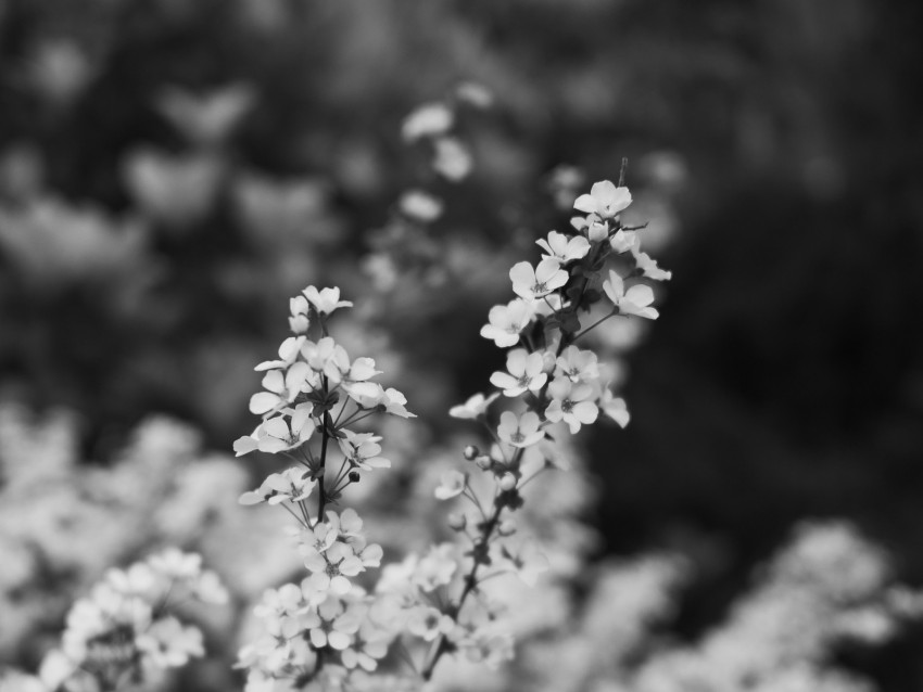 flowers, bloom, bw, branch, blur, macro, spring