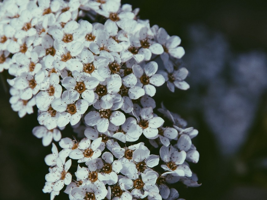 flowers, bloom, cherry, macro, white