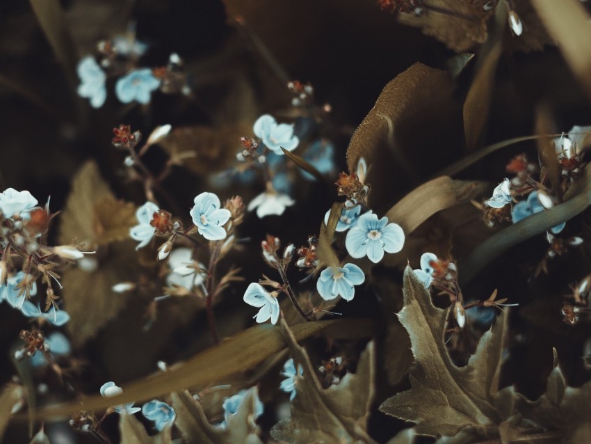 flowers, bloom, leaves, small flowers