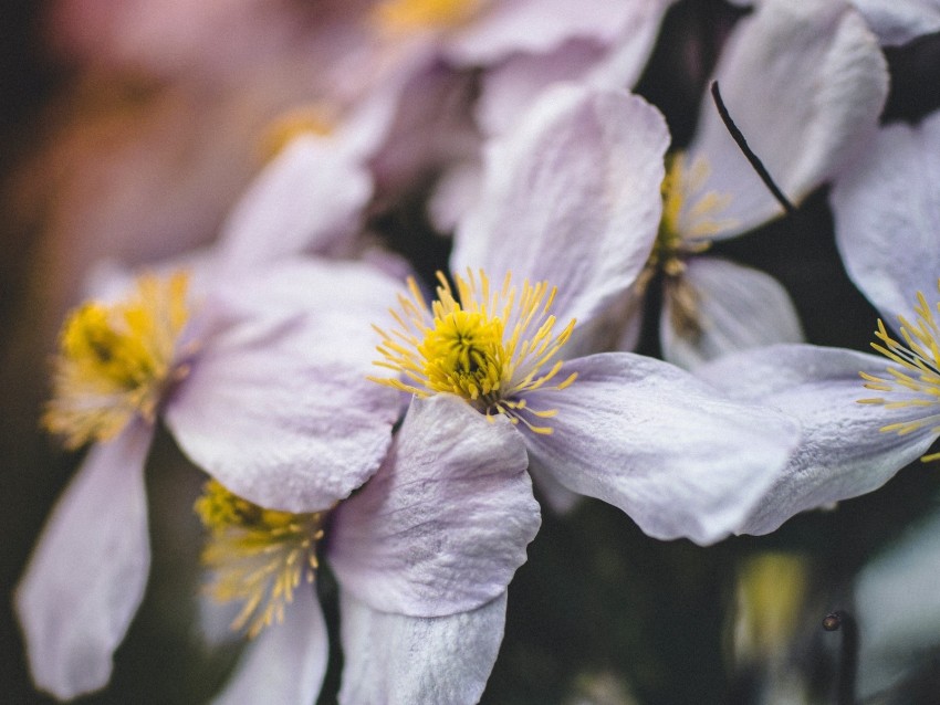 flowers, bloom, macro, closeup, plant