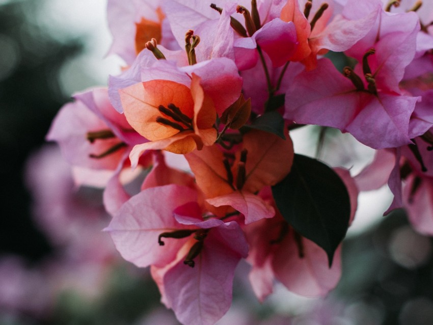 flowers, bloom, petals, blur, macro