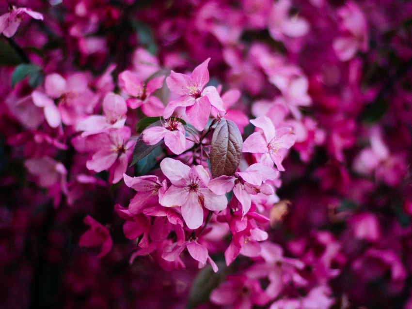 flowers, bloom, pink, bush, branch, spring