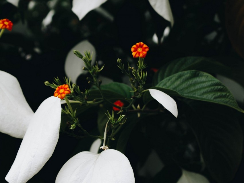 Flowers Bloom Plant Leaves Flower Background