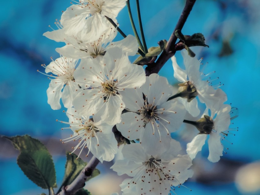 flowers, bloom, spring, branch, petals