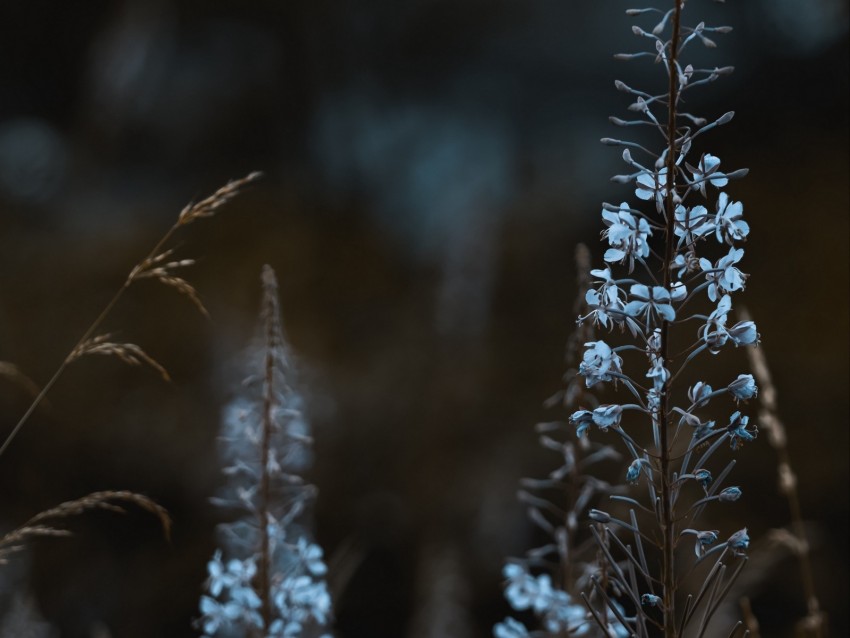 Flowers Blue Plants Bloom Wild Background