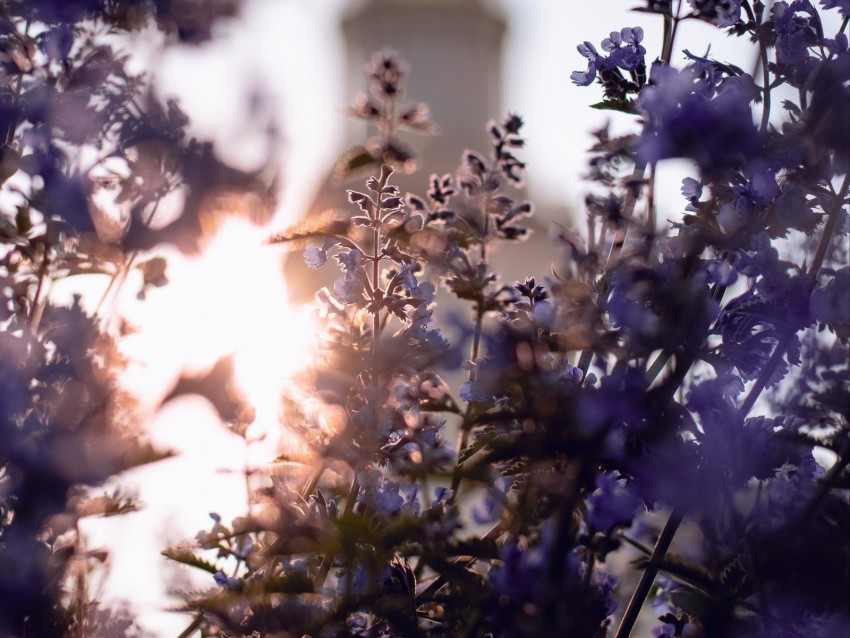 flowers, blue, sunshine, plant, bloom