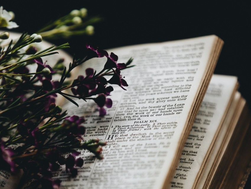 Flowers Book Reading Comfort Blur Background