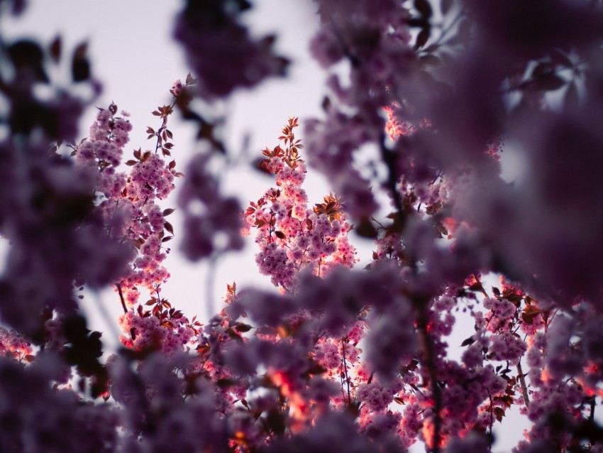 flowers, branches, pink, tree, flowering, spring