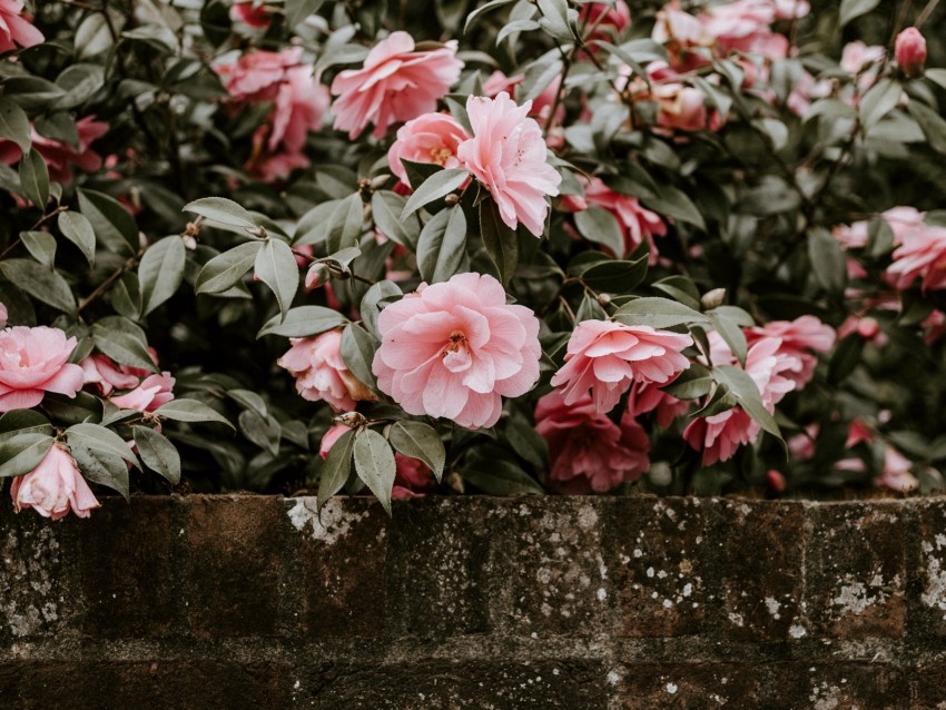 flowers, bush, bloom, wall