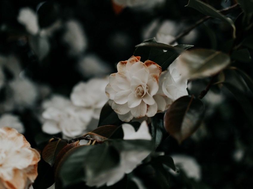 flowers, bush, plant, white, blooms, branches, leaves