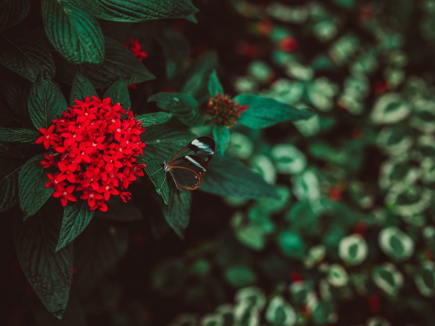 flowers, butterfly, inflorescence, red, plant