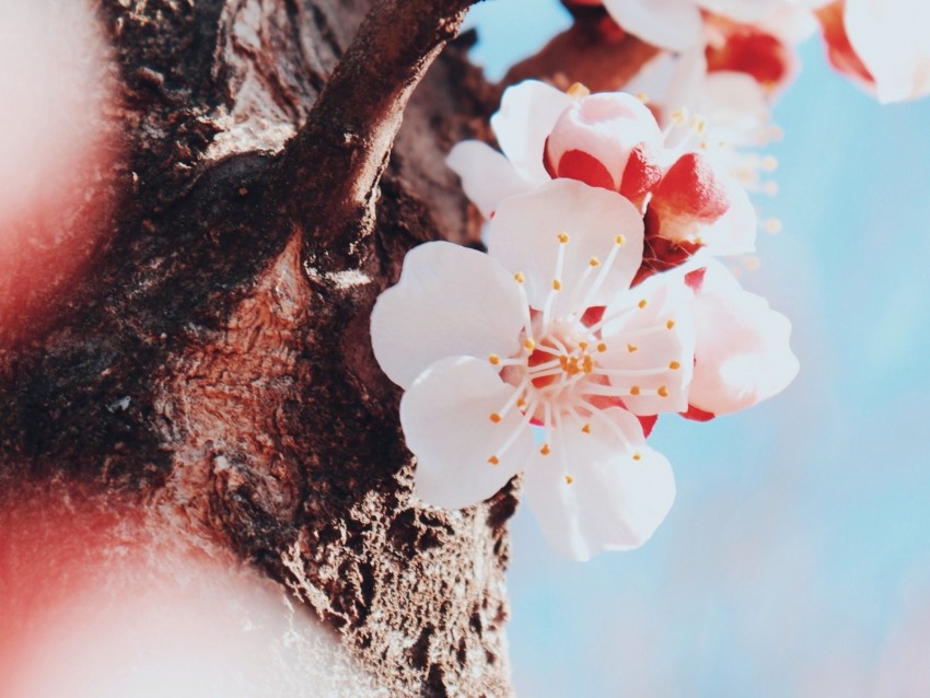 flowers, cherry, tree, blossom, spring