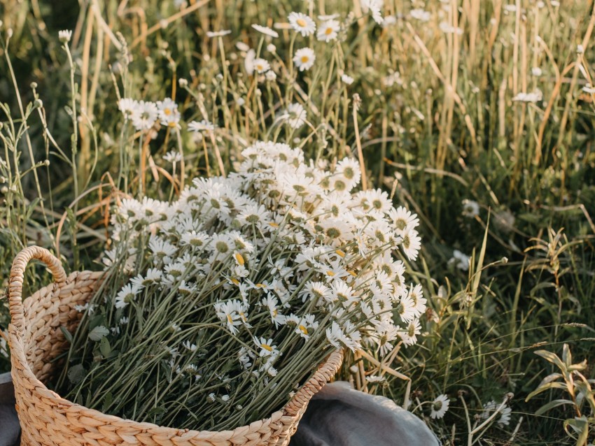 Flowers Daisies Bouquet Basket Field Background