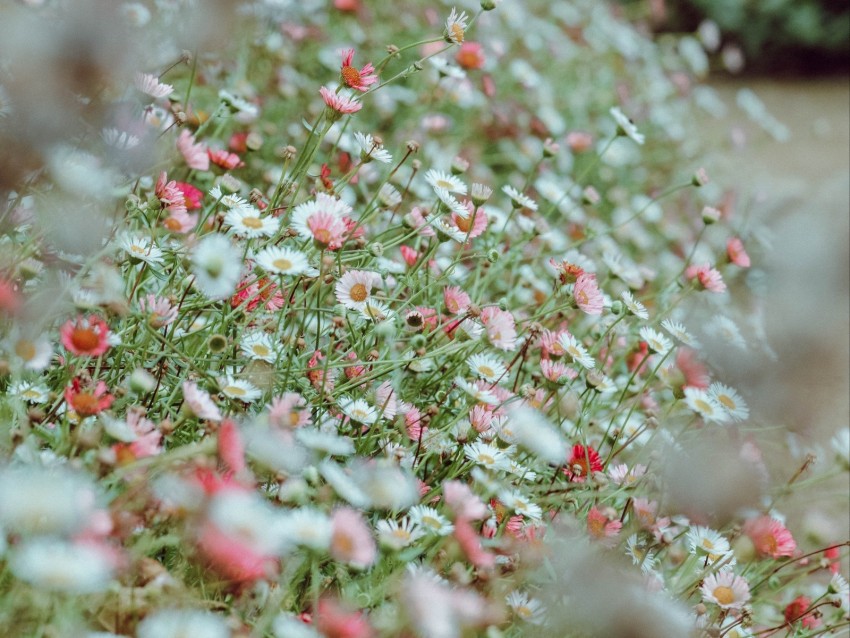 Flowers Daisies Flowerbed White Pink Background