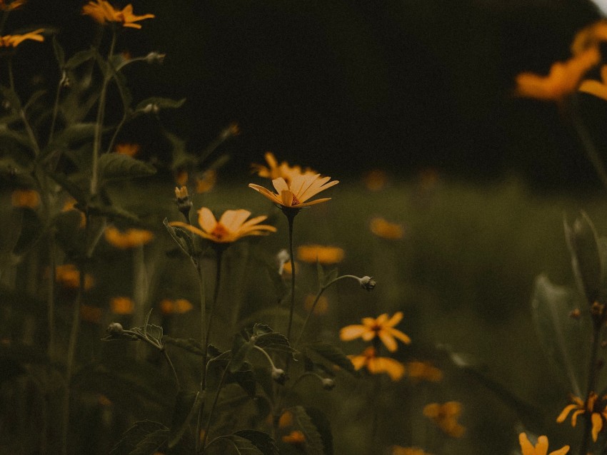 Flowers Field Bloom Green Yellow Background