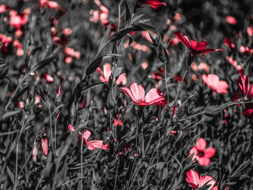 flowers, field, bloom, summer