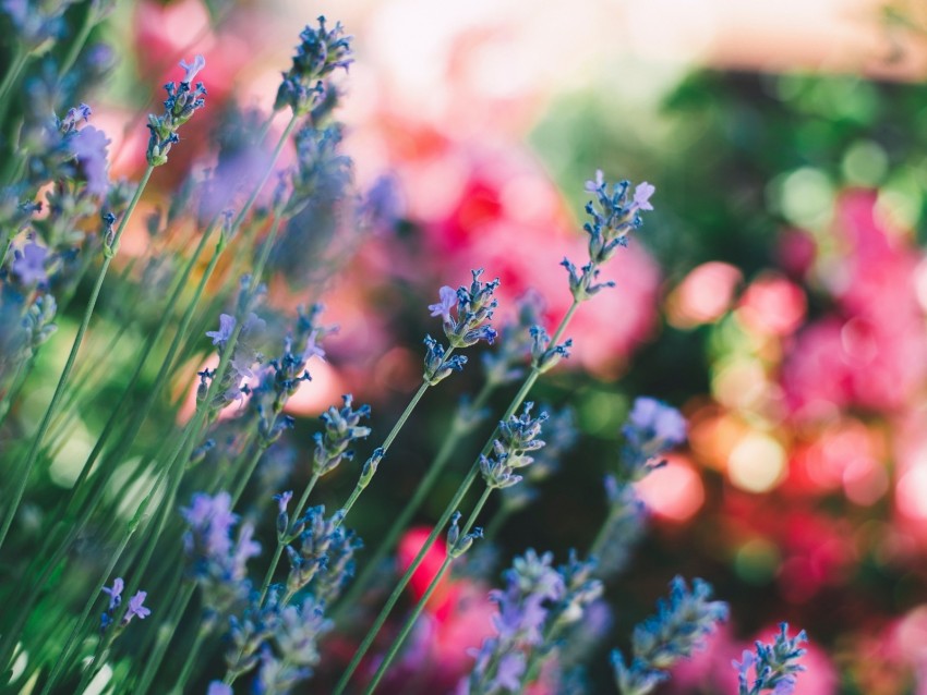 Flowers Field Stems Blur Background