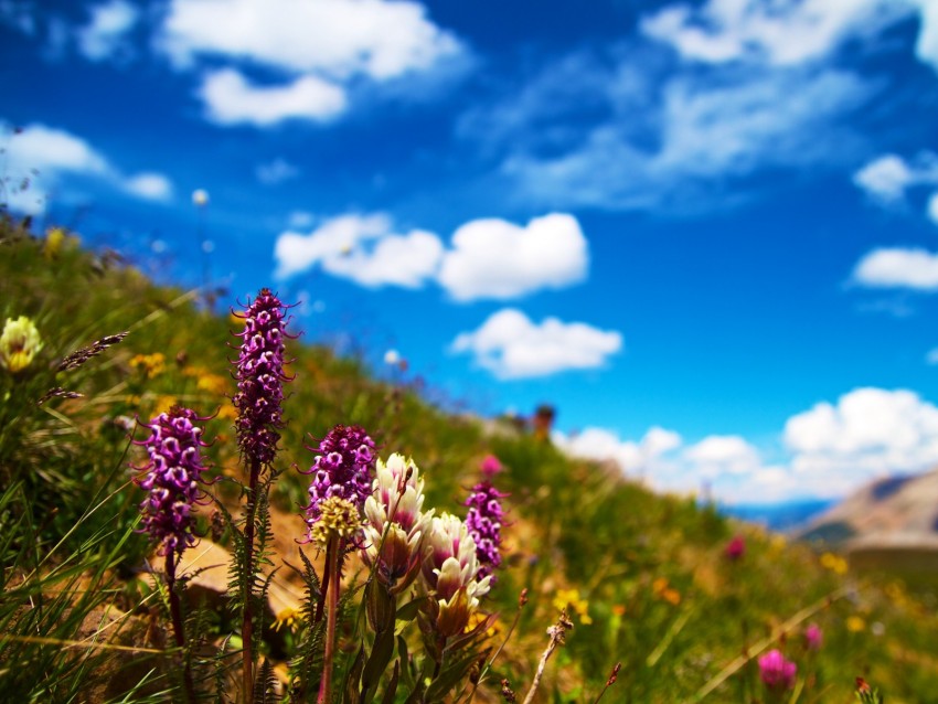 flowers, field, summer, flowering, grass, glade