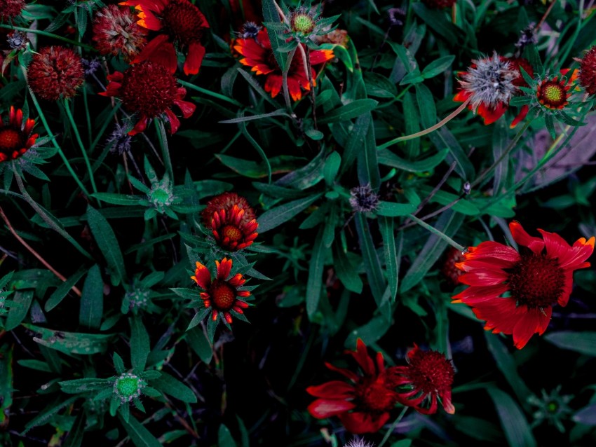 flowers, flower bed, flowering, leaves