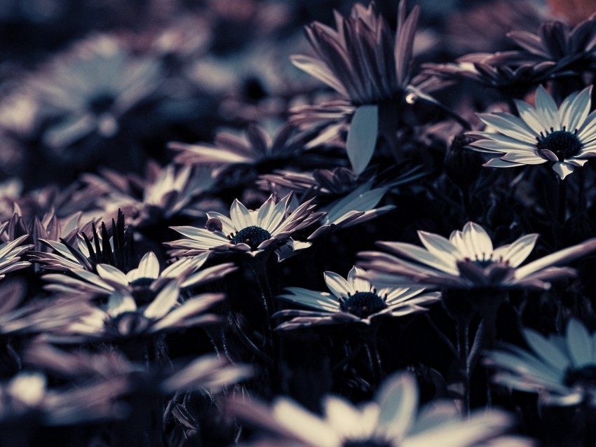 Flowers Flower Bed Flowering Plants Background