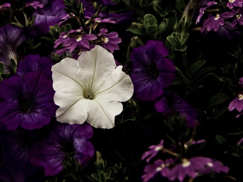 Flowers Flowerbed Purple White Contrast Background