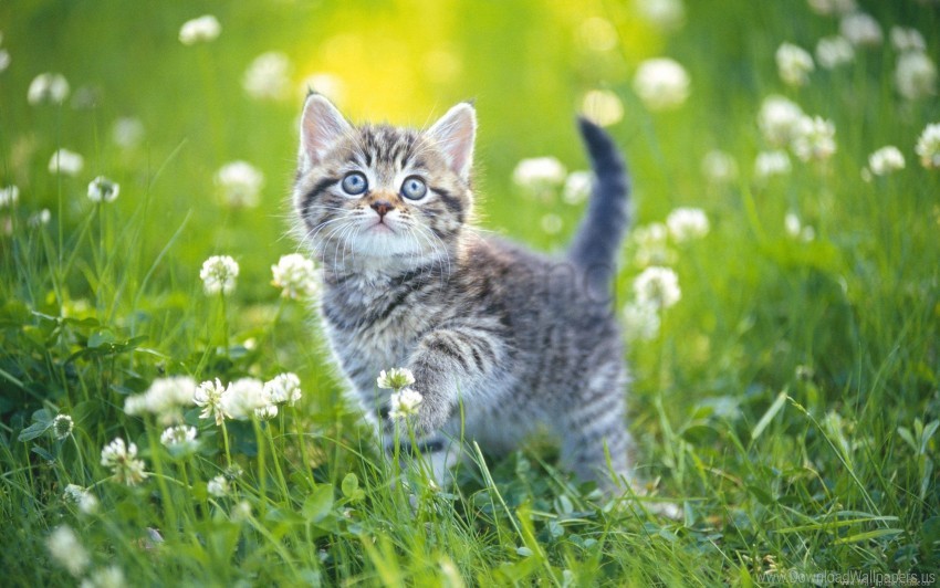 Flowers Grass Kitten Striped Wallpaper PNG Transparent Background