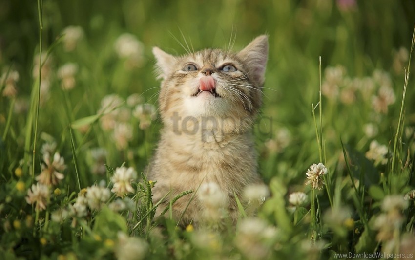 Flowers Grass Kitten Wallpaper PNG Transparent Background