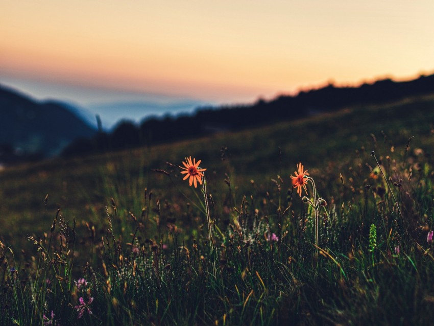 flowers, grass, lawn, twilight, landscape