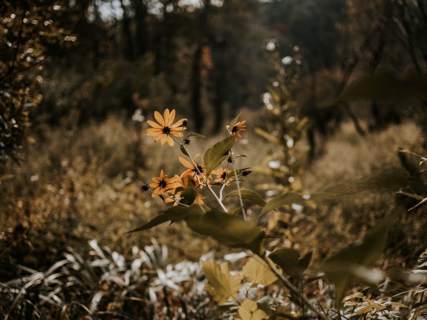 flowers, grass, plants, wild, autumn, landscape