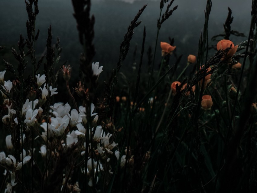 flowers, grass, wildlife, plants, dark