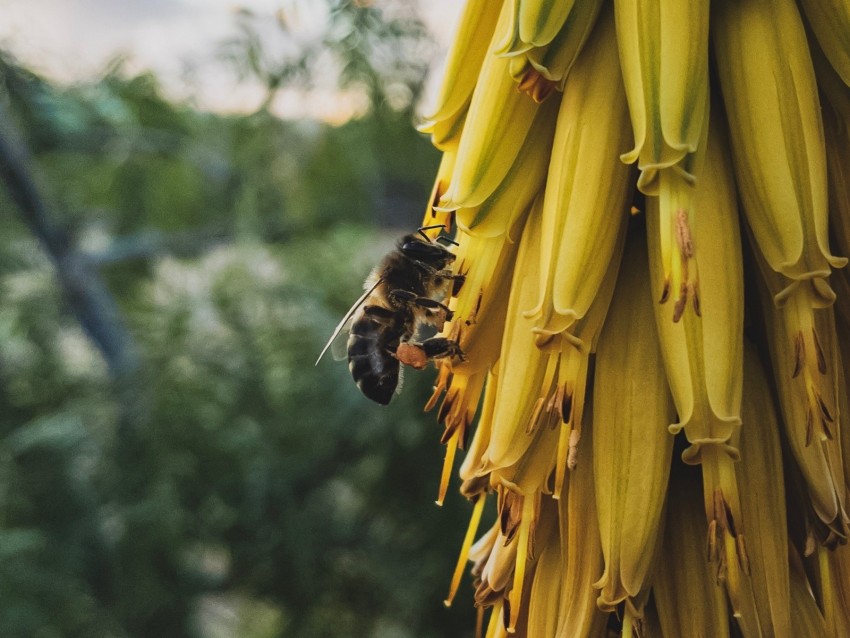 Flowers Inflorescence Bee Insect Yellow Background