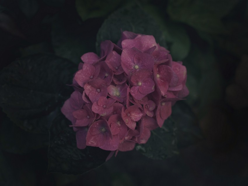 Flowers Inflorescence Pink Bloom Plant Background