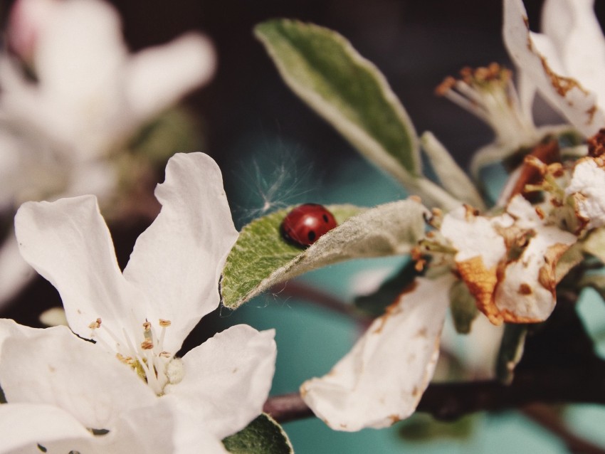 flowers, leaves, ladybug, macro, branch