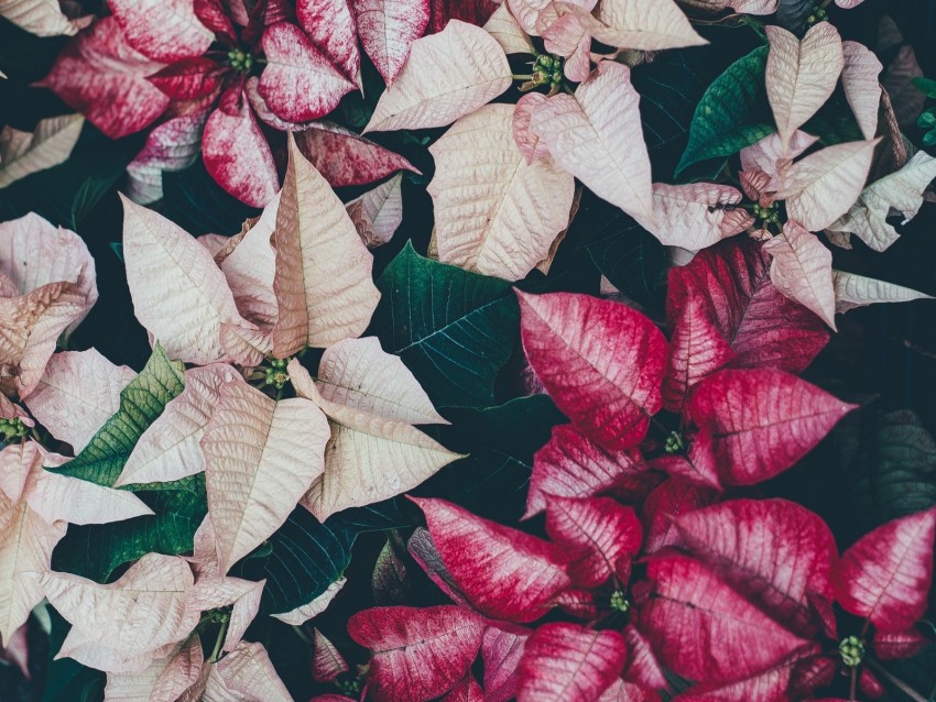 flowers, leaves, plant, bloom