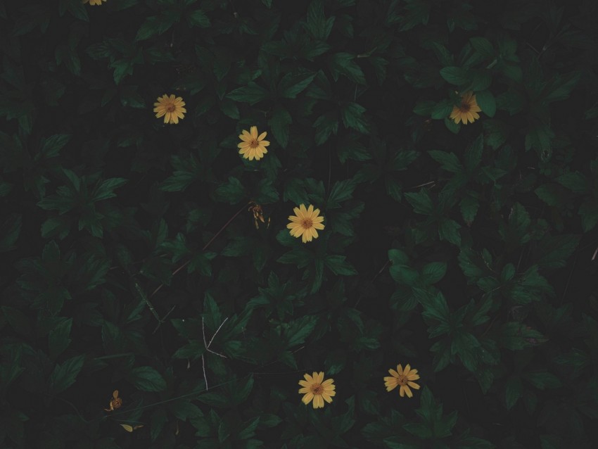 flowers, leaves, plant, dark, green