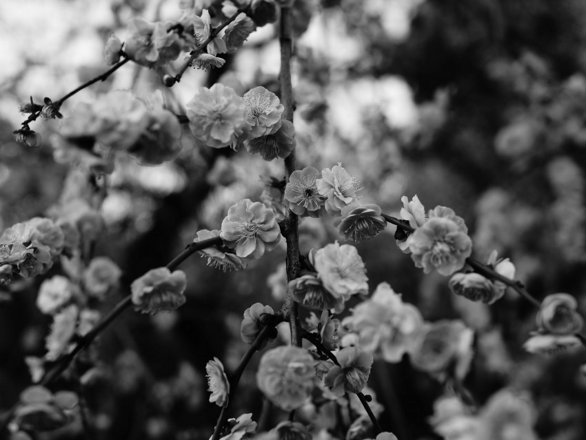 flowers, macro, bw, branch, flowering, bush