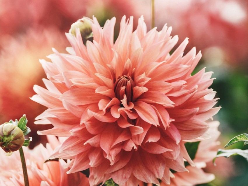 flowers, pink, bloom, plant