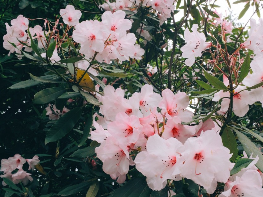 flowers, pink, bloom, plant, branches, leaves