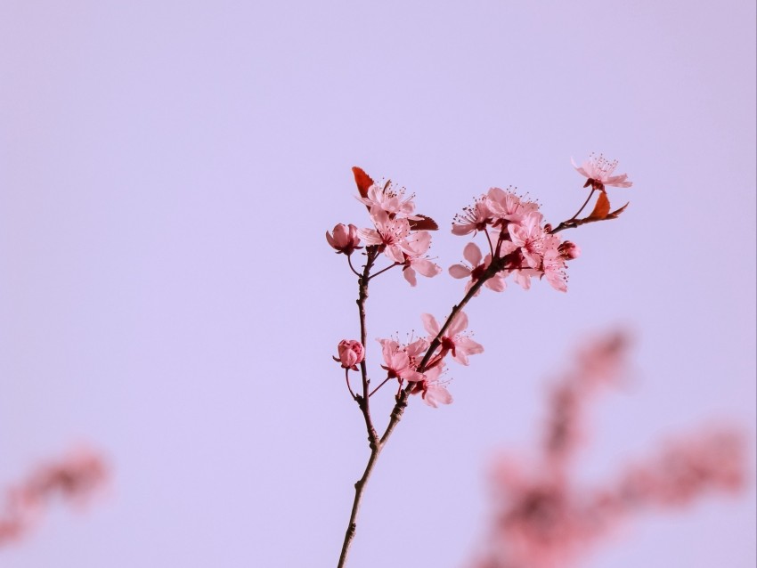 Flowers Pink Branch Cherry Macro Background