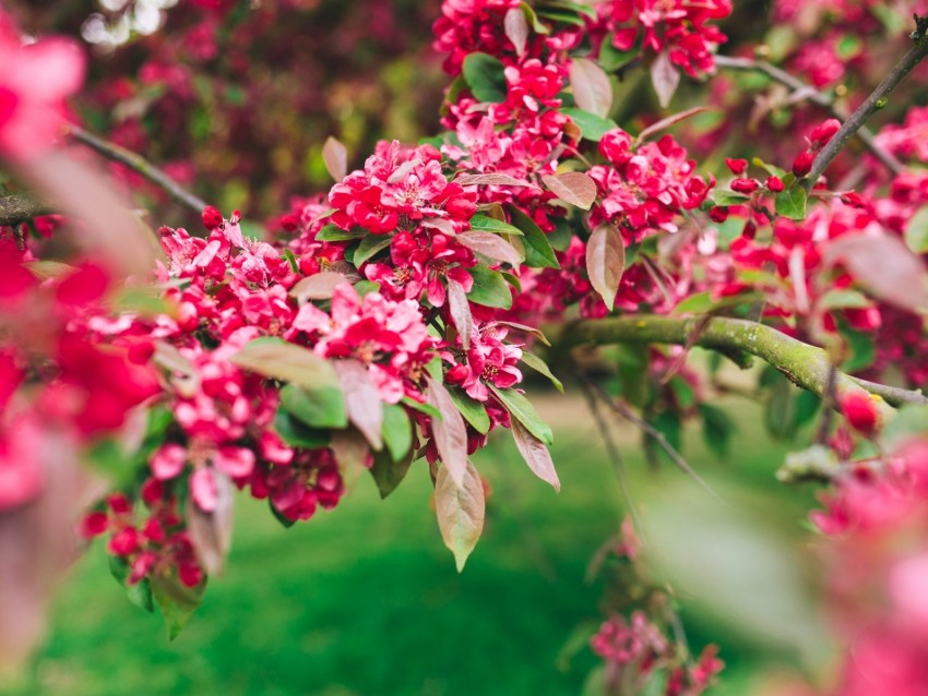 flowers, pink, branch, flowering, plant