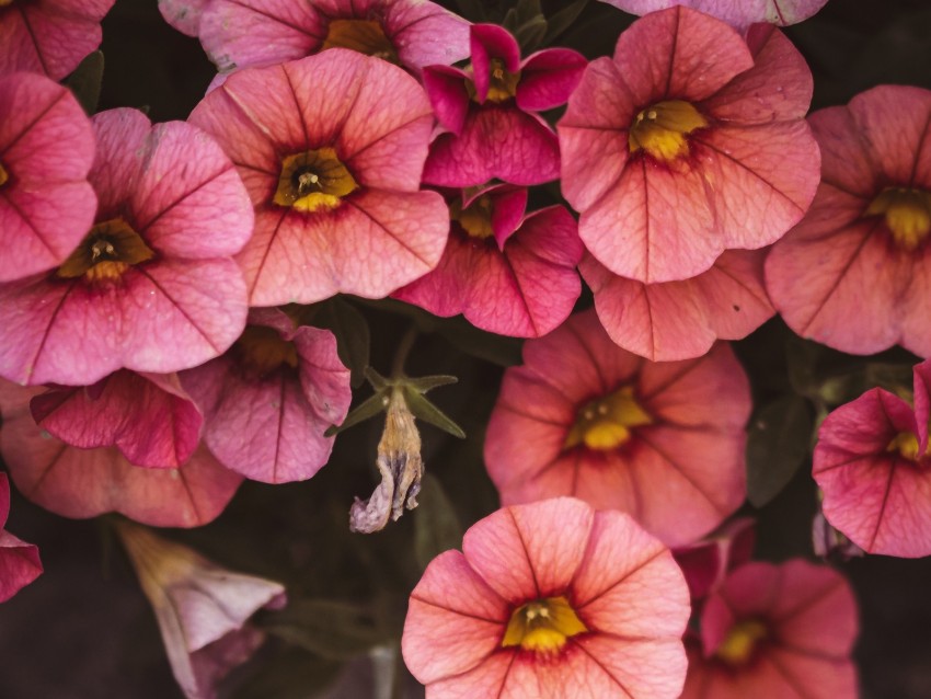 flowers, pink, closeup, macro, bloom