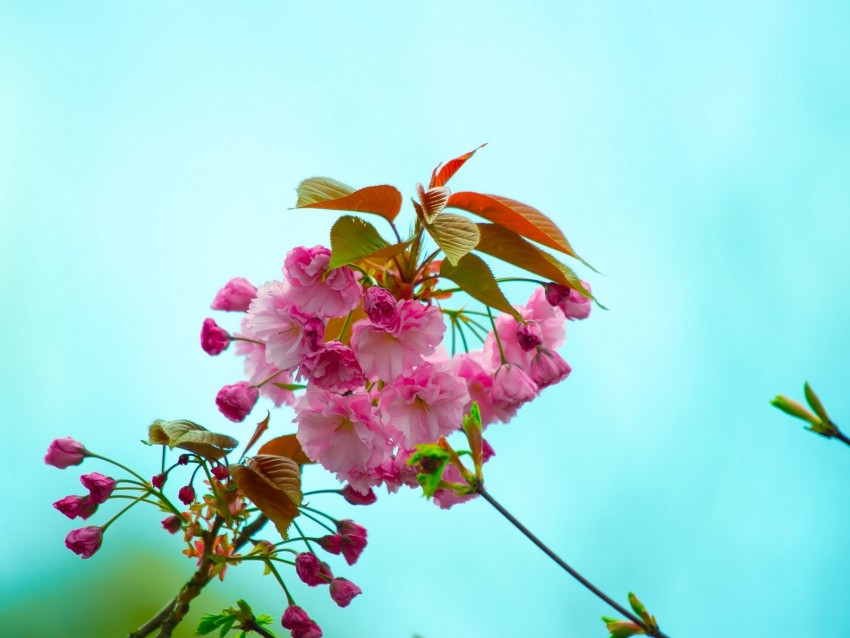 Flowers Pink Flowering Branch Flora Spring Background