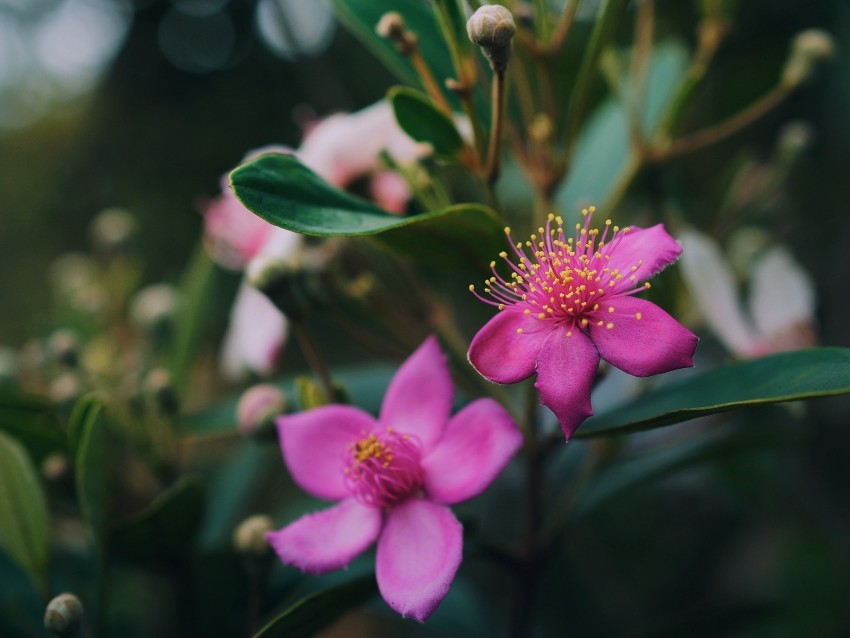 Flowers Pink Macro Branch Plant Background