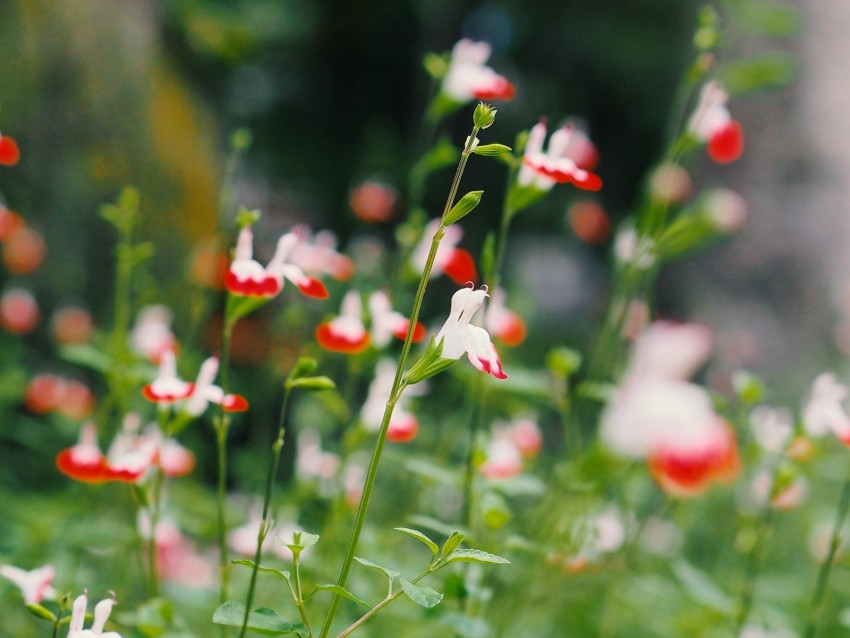 Flowers Plant Bloom Stalks Leaves Background