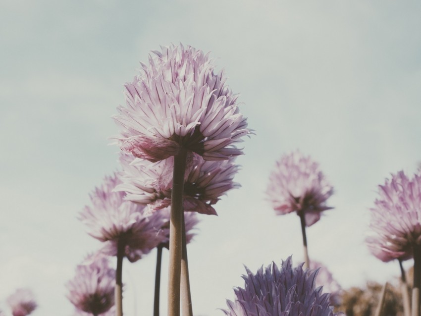 flowers, plant, bloom, stem, petals