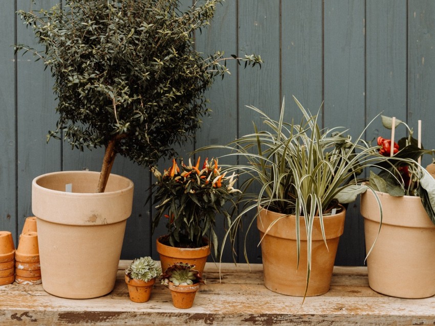 flowers, pots, plants, decorative