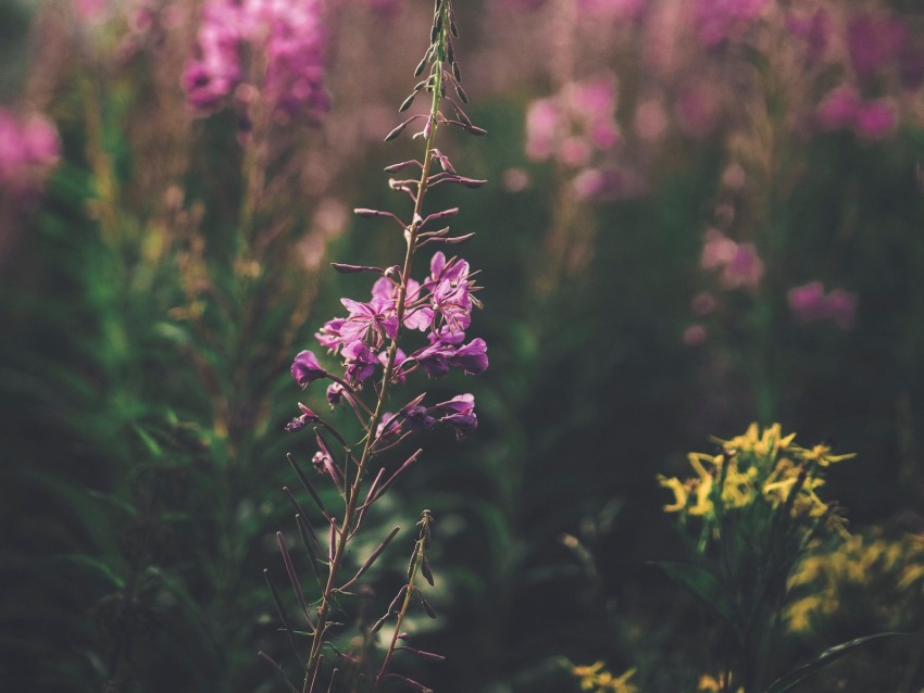 flowers, purple, bloom, stem, plant