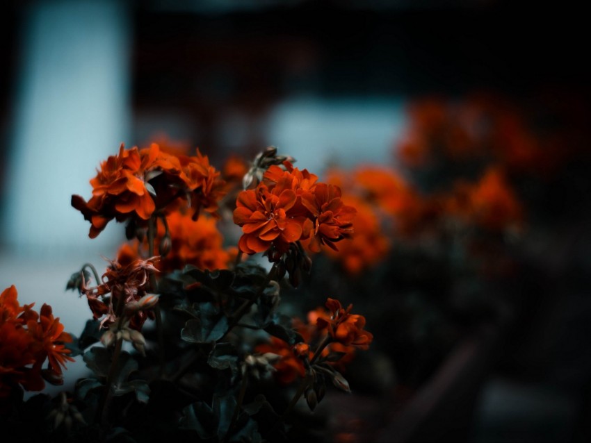 flowers, red, bush, blur, bloom, leaves